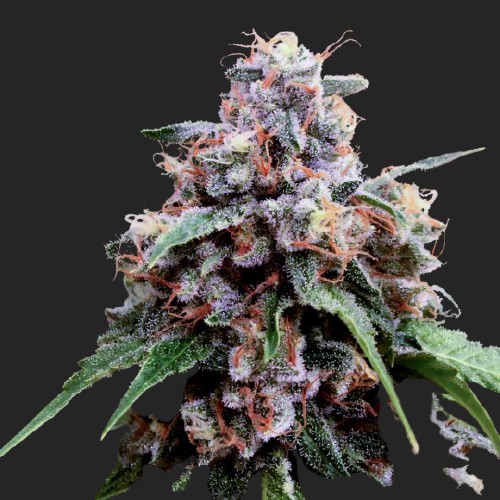 Lemon 18 Feminized Seeds