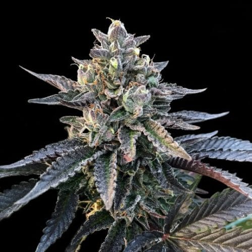 Gelato Sorbet Marijuana Seeds