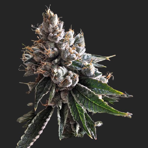 Golden Lemons Feminized Seeds