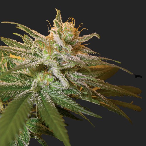 Kushberry Feminized Seeds