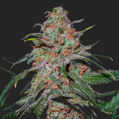 Lemon Skunk Feminized Seeds