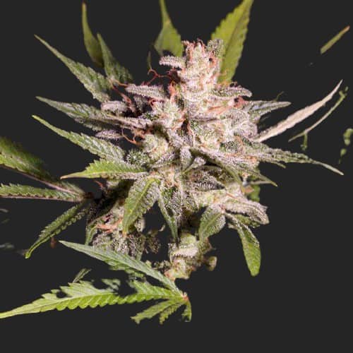 Silver Bubble Regular Seeds