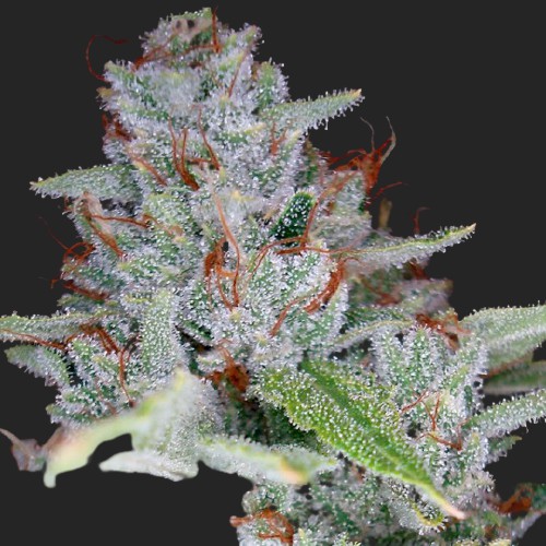 Skywalker Kush Feminized Seeds