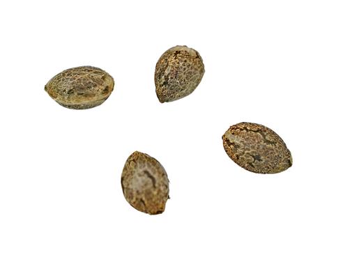 Buy SKUNK VA SEEDS Online