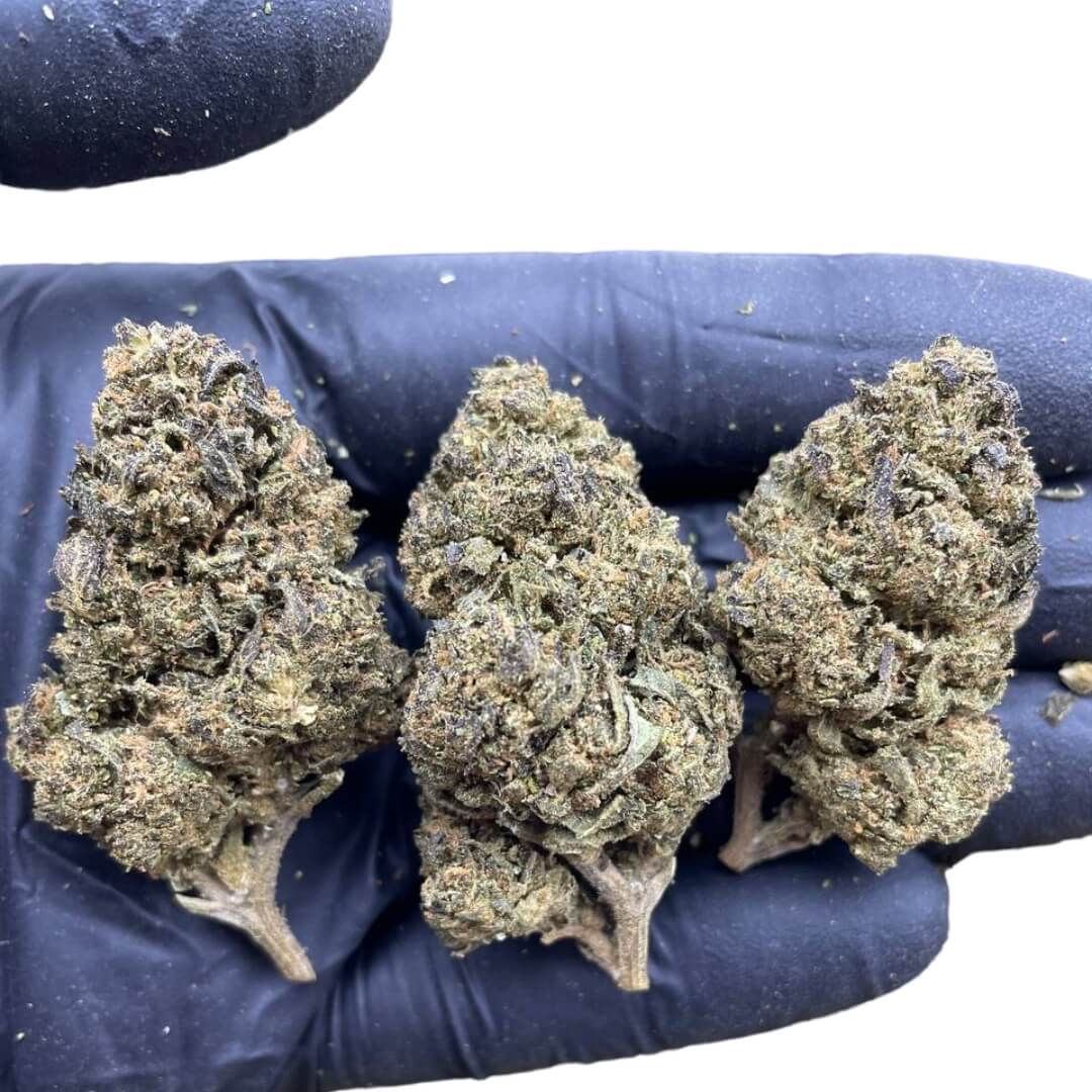 Gelato Cannabis Strain