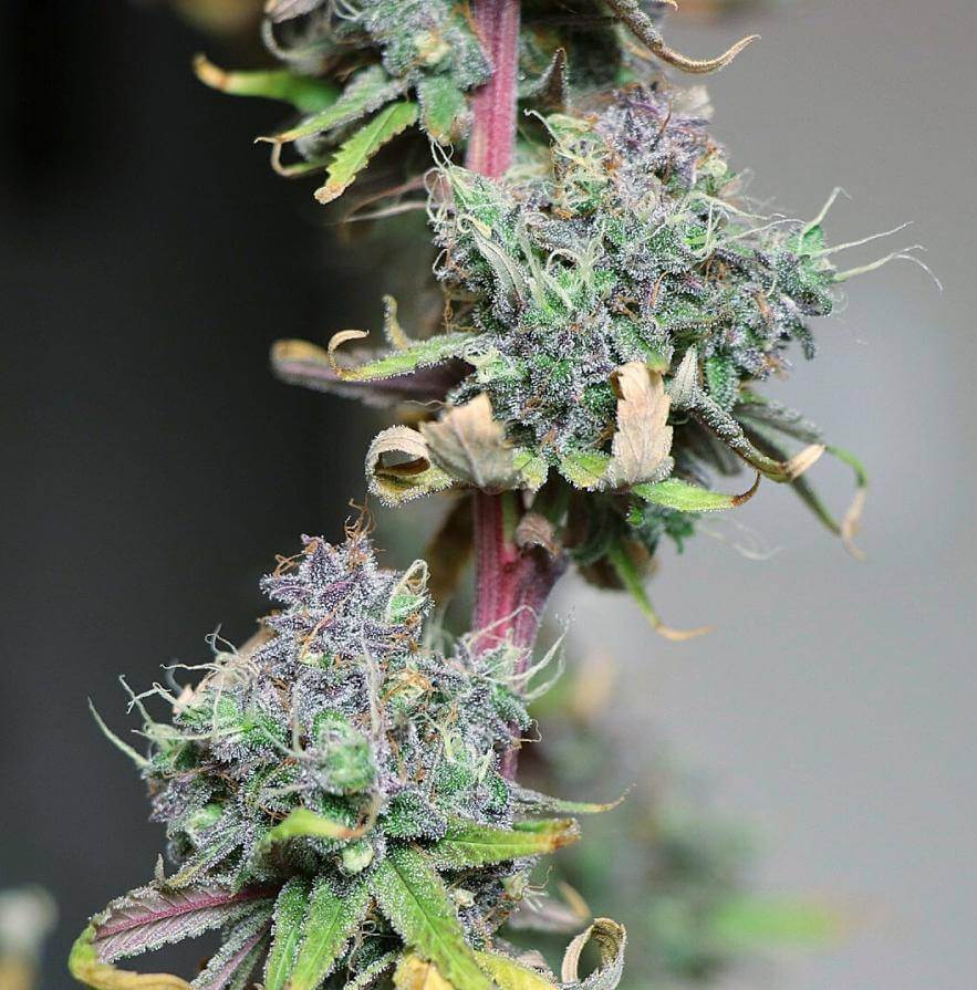 Lime OZZ Feminized Cannabis Seeds - Image 2