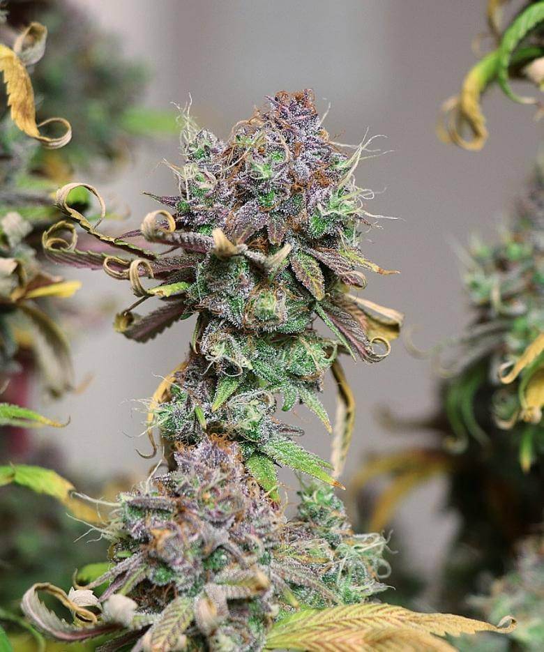 Lime OZZ Feminized Cannabis Seeds - Image 3