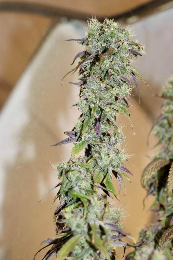 Lime OZZ Feminized Cannabis Seeds - Image 9