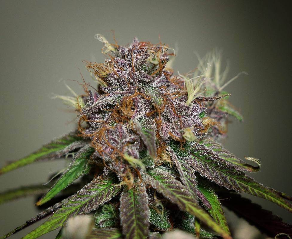 Lime OZZ Feminized Cannabis Seeds - Image 5