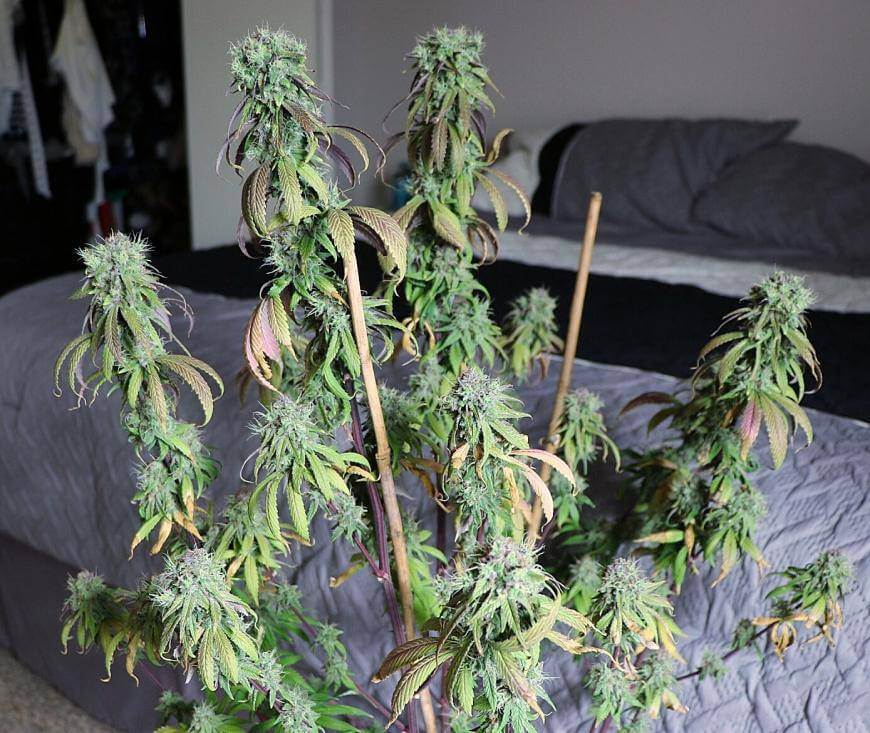 Lime OZZ Feminized Cannabis Seeds - Image 14