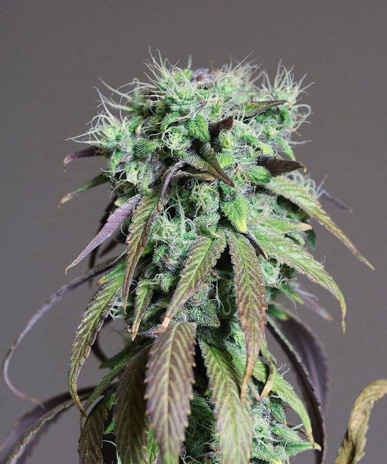 Lime OZZ Feminized Cannabis Seeds - Image 12