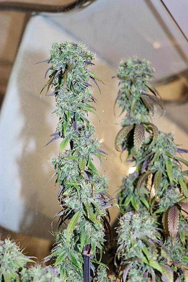 Lime OZZ Feminized Cannabis Seeds - Image 10