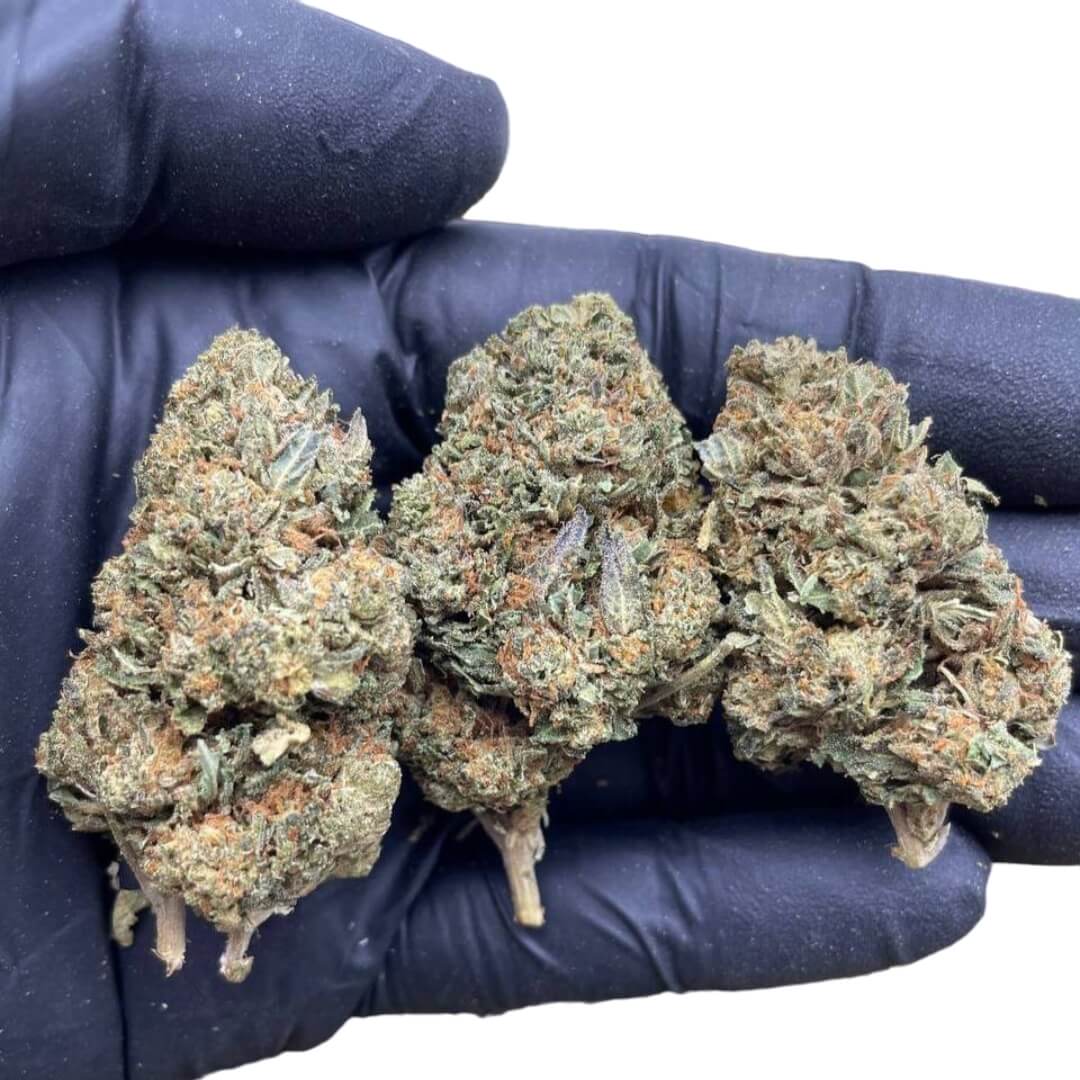 OG Kush Cannabis Strain