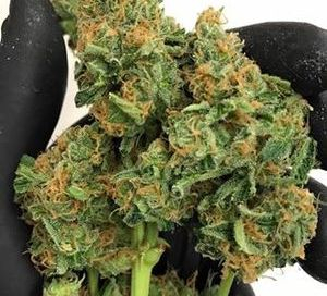 Buy God's Gift Cannabis Strain Online