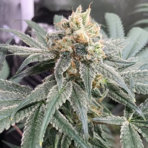 Buy Honey Gas Regular Cannabis Seeds Online