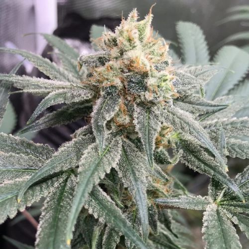 Buy Honey Gas Regular Cannabis Seeds Online