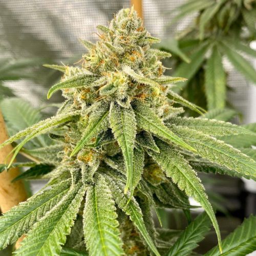 Buy OS Glue Regular Cannabis Seeds Online