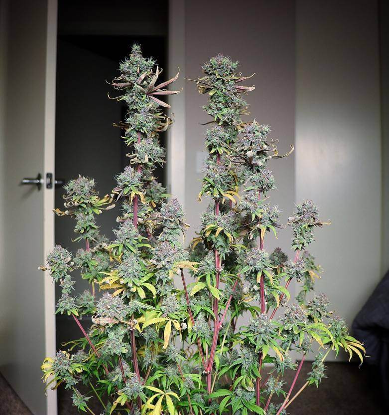 Lime OZZ Feminized Cannabis Seeds - Image 7