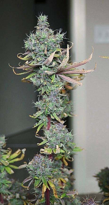 Lime OZZ Feminized Cannabis Seeds - Image 8