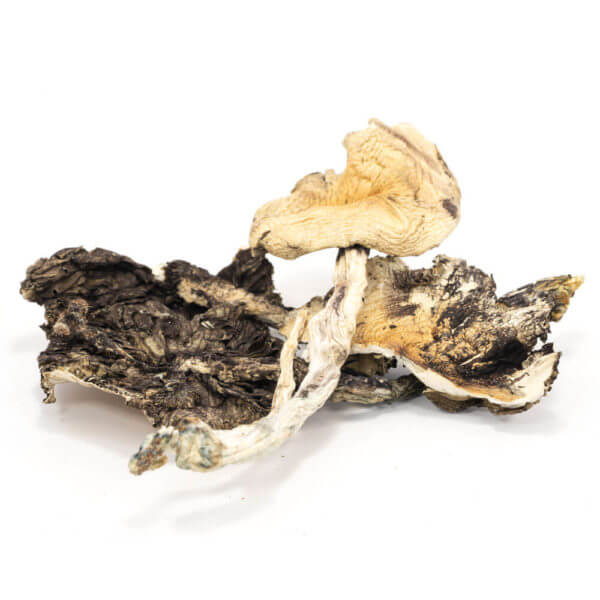 If you’re looking for quality Brazilian Cubensis Mushrooms, we have the mushrooms for you. Get ahold of them now with our quick and easy online ordering!